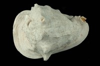 藏品(唐冠螺)的圖片